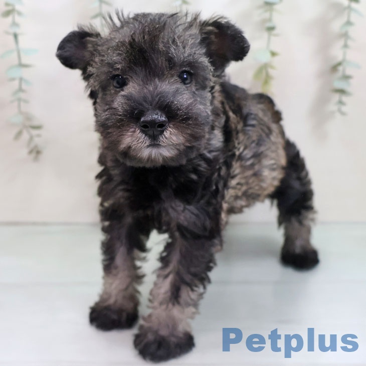 ミニチュア・シュナウザーの写真2