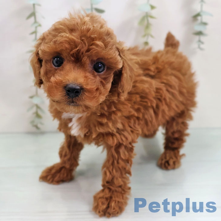 トイ・プードル