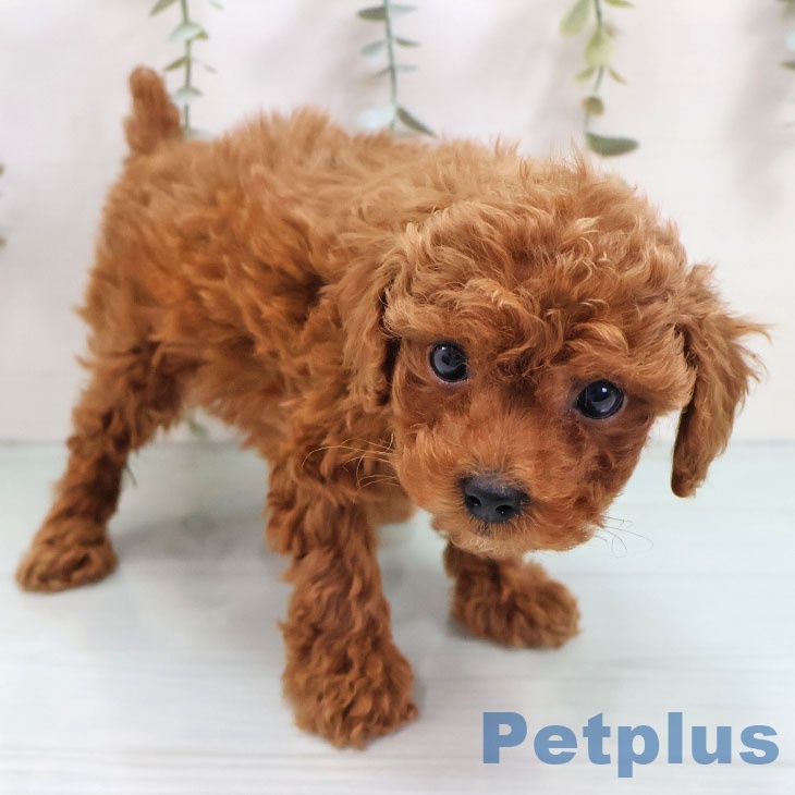 トイ・プードルの写真2