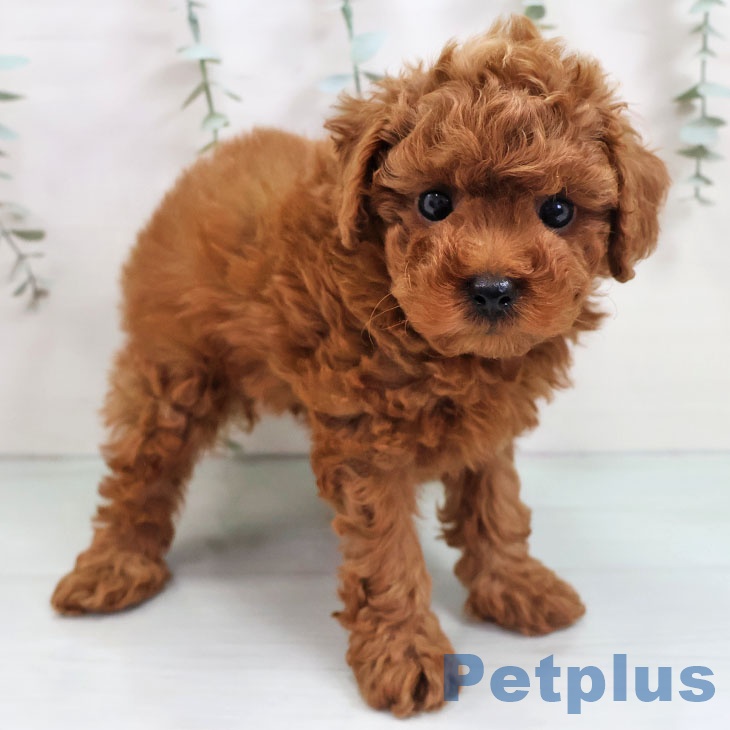 トイ・プードル