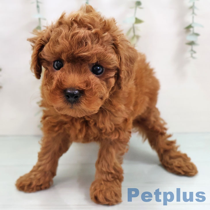 トイ・プードルの写真2