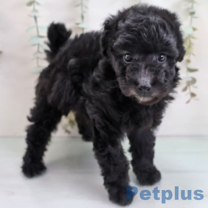 トイ・プードル