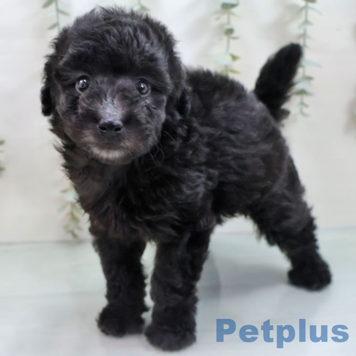 トイ・プードル