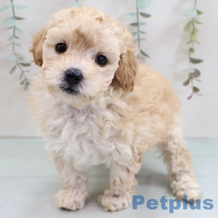 トイ・プードル