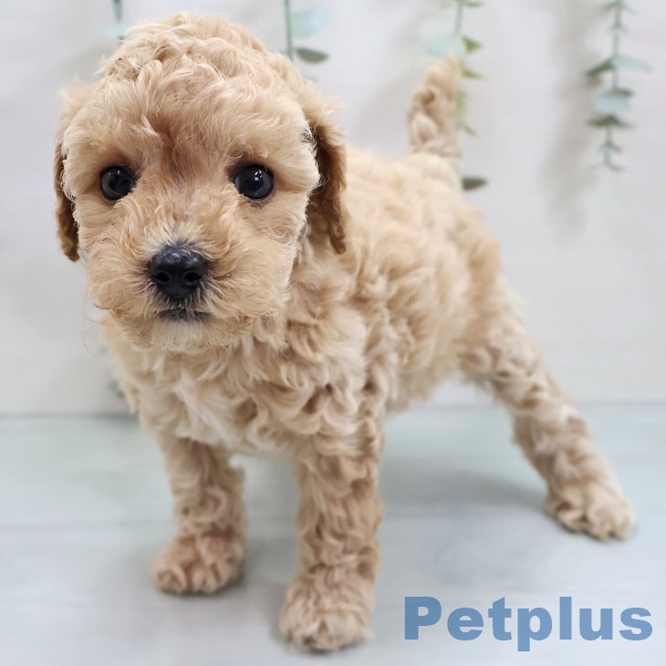 トイ・プードル