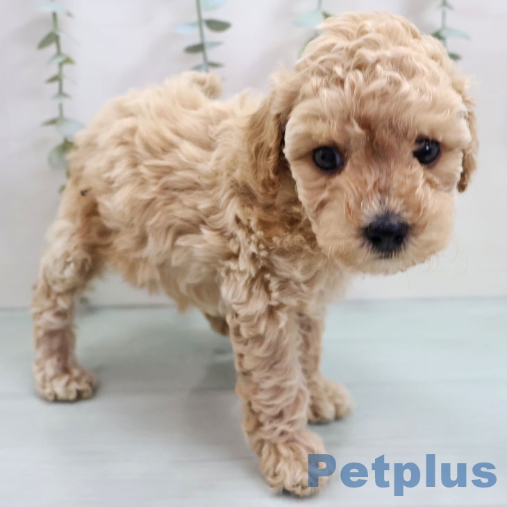 トイ・プードルの写真2