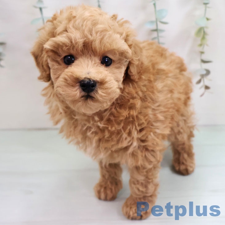 トイ・プードル