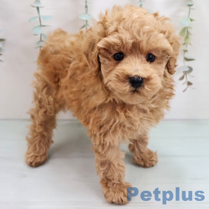 トイ・プードル