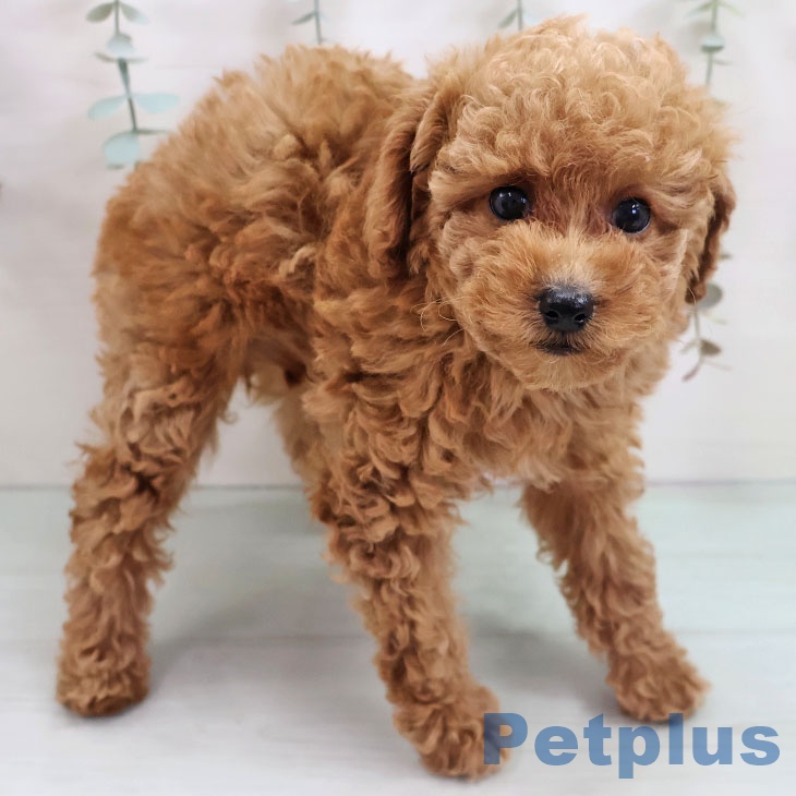 トイ・プードル