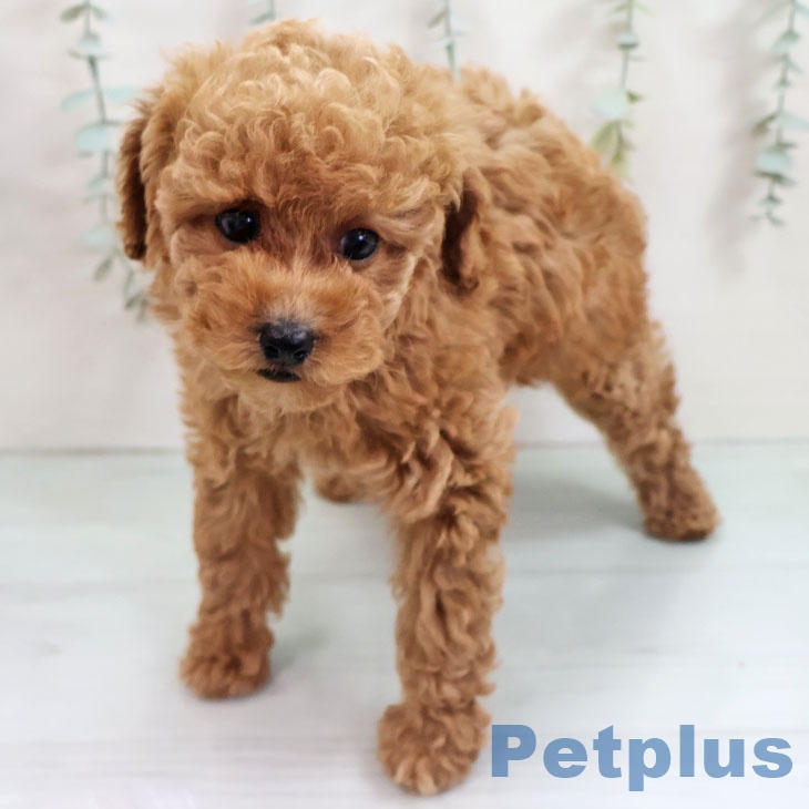 トイ・プードル