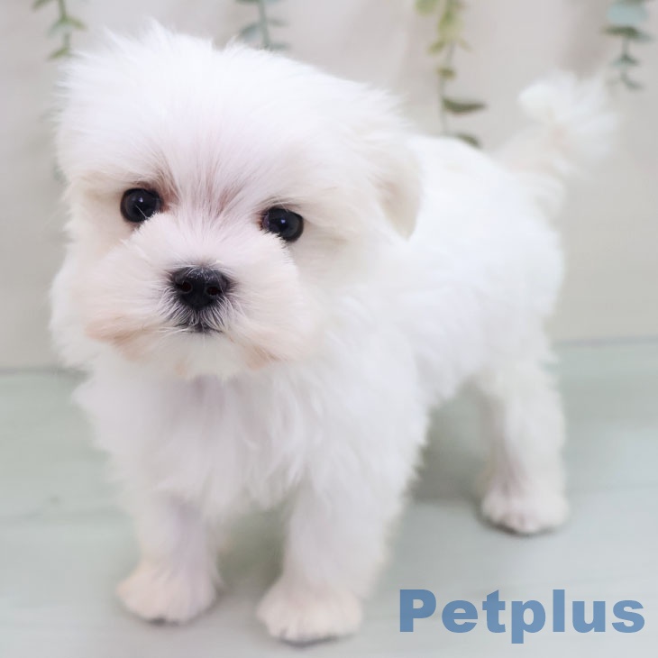 マルチーズの写真2