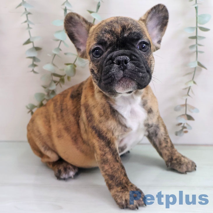 フレンチ・ブルドッグ