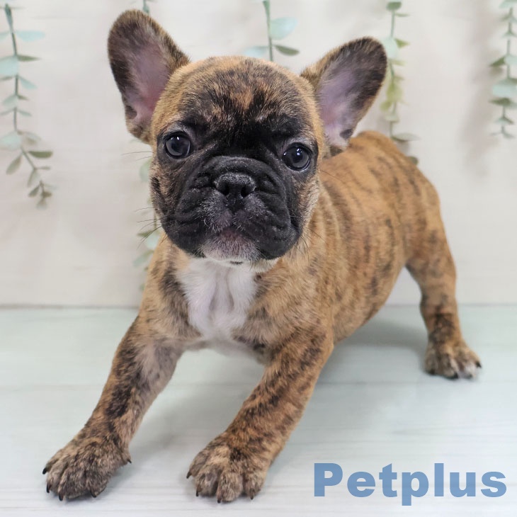 フレンチ・ブルドッグの写真2