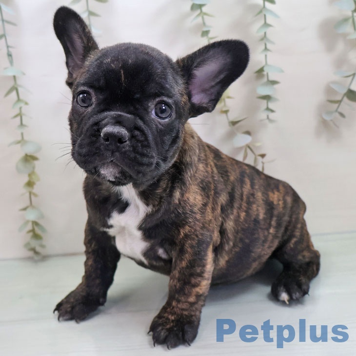 フレンチ・ブルドッグ