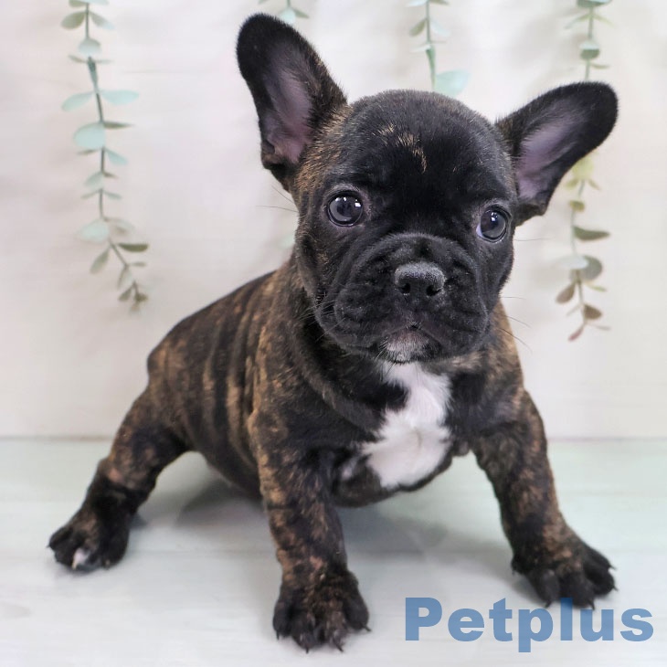 フレンチ・ブルドッグ