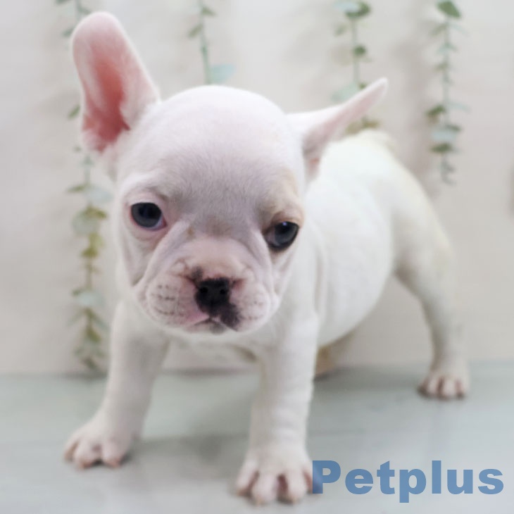 フレンチ・ブルドッグ