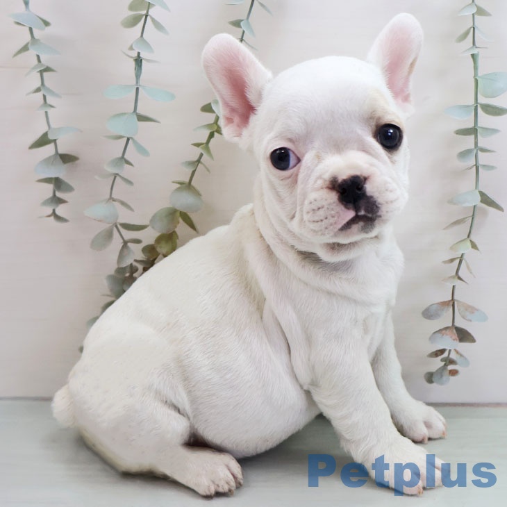 フレンチ・ブルドッグの写真2