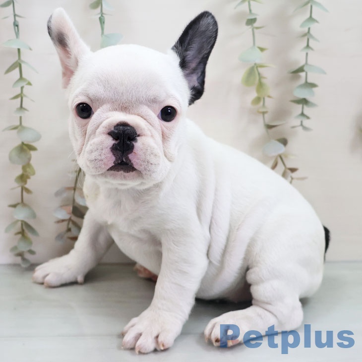 フレンチ・ブルドッグ