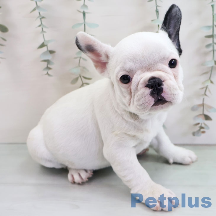 フレンチ・ブルドッグの写真2