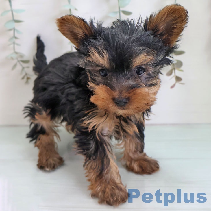 ヨークシャー・テリア