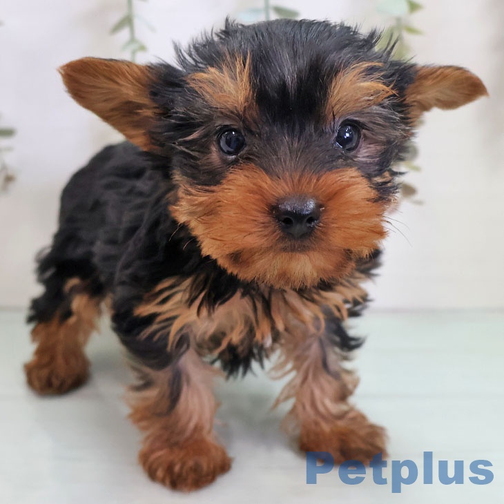 ヨークシャー・テリア