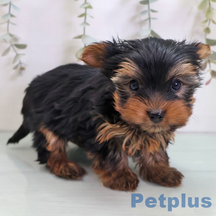 ヨークシャー・テリア