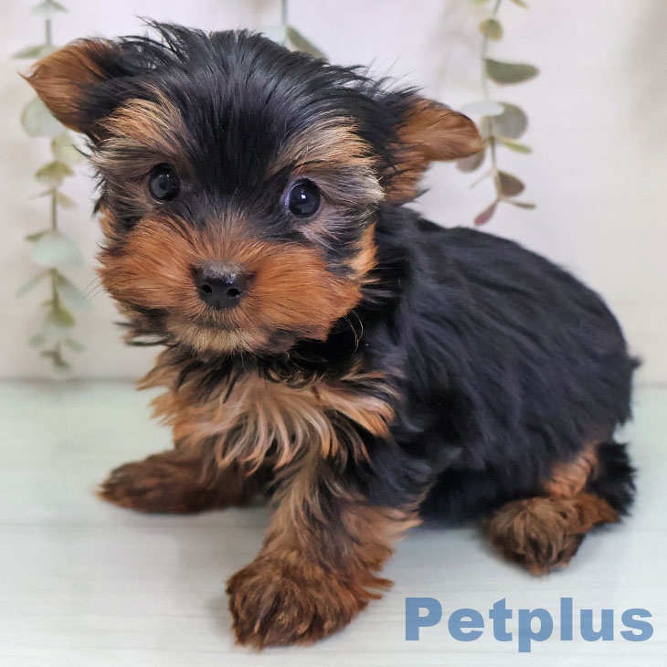 ヨークシャー・テリア