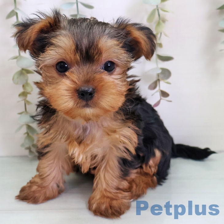 ヨークシャー・テリア