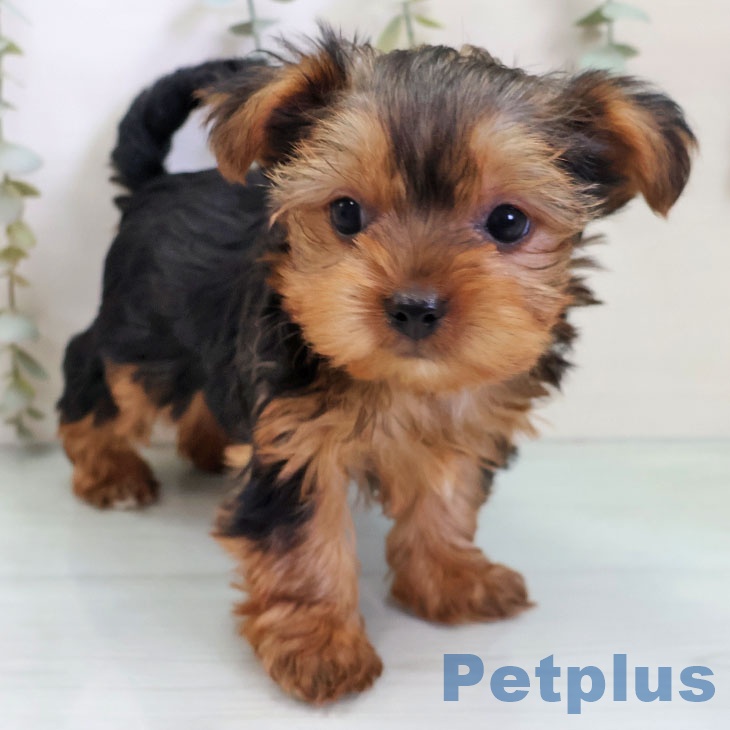 ヨークシャー・テリアの写真2