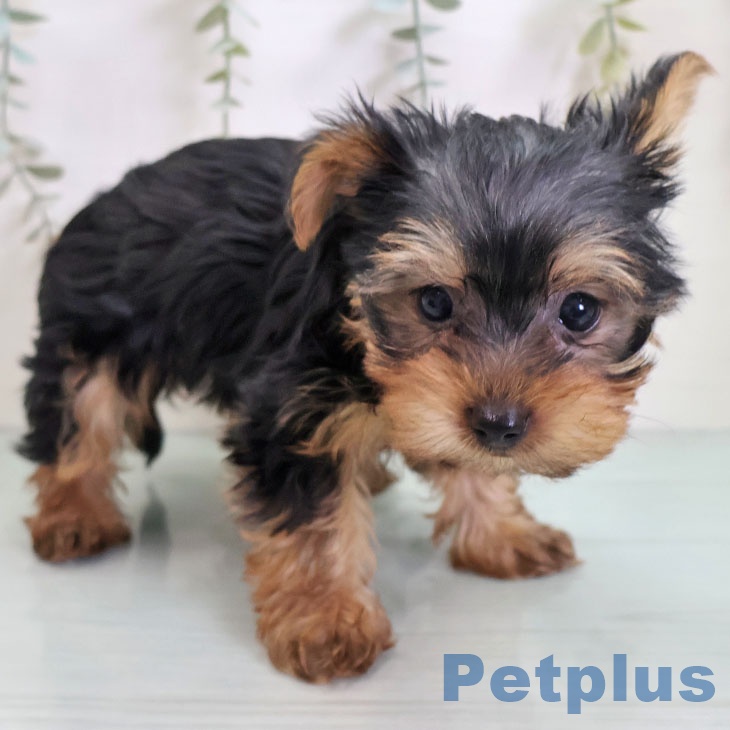 ヨークシャー・テリア