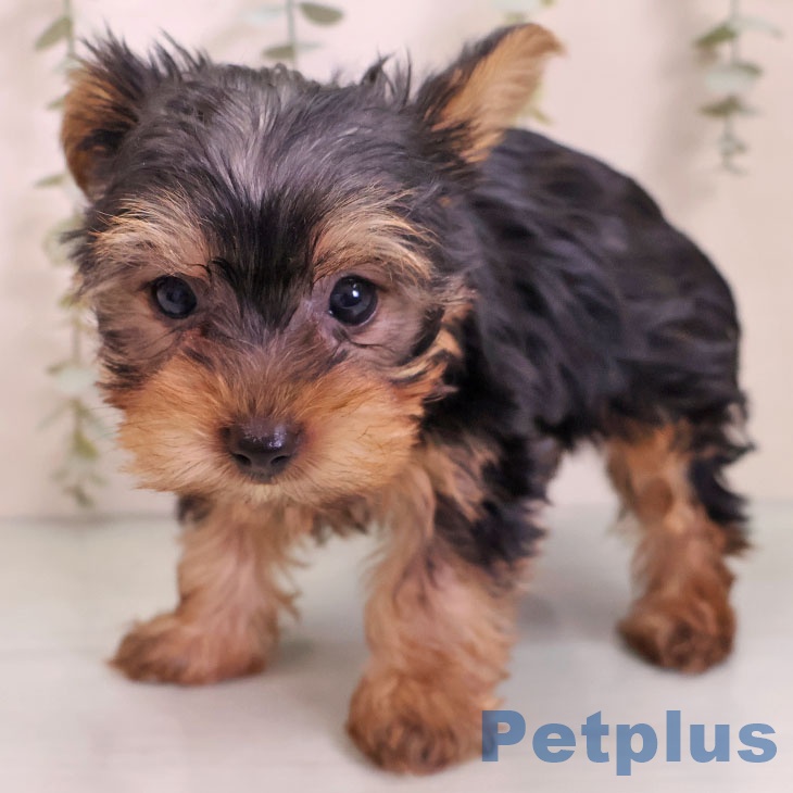 ヨークシャー・テリアの写真2