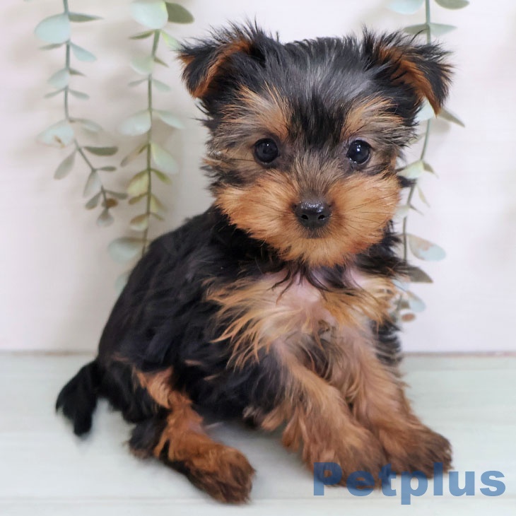 ヨークシャー・テリア