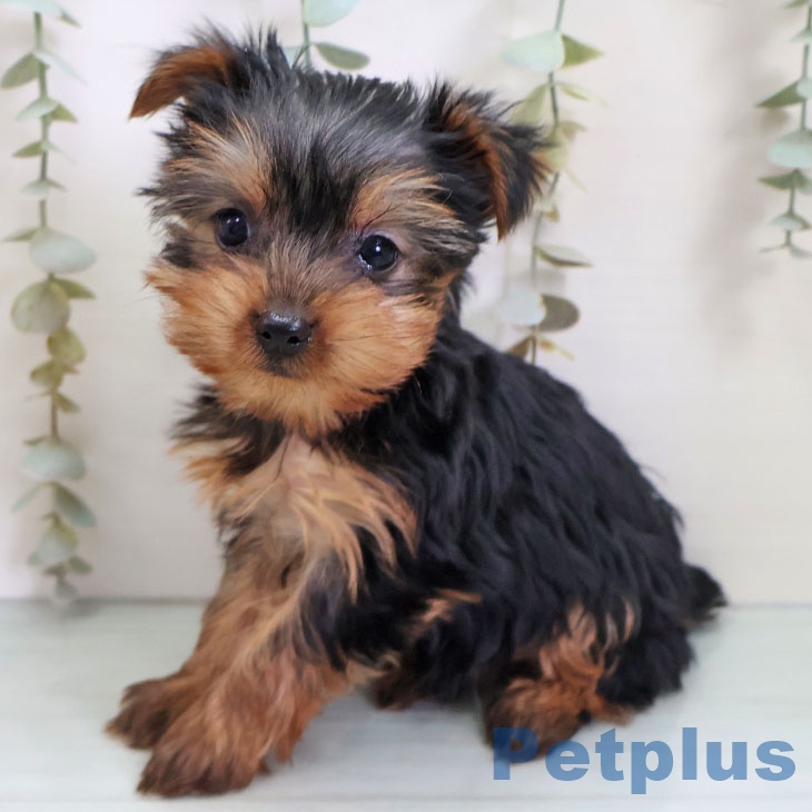 ヨークシャー・テリアの写真2