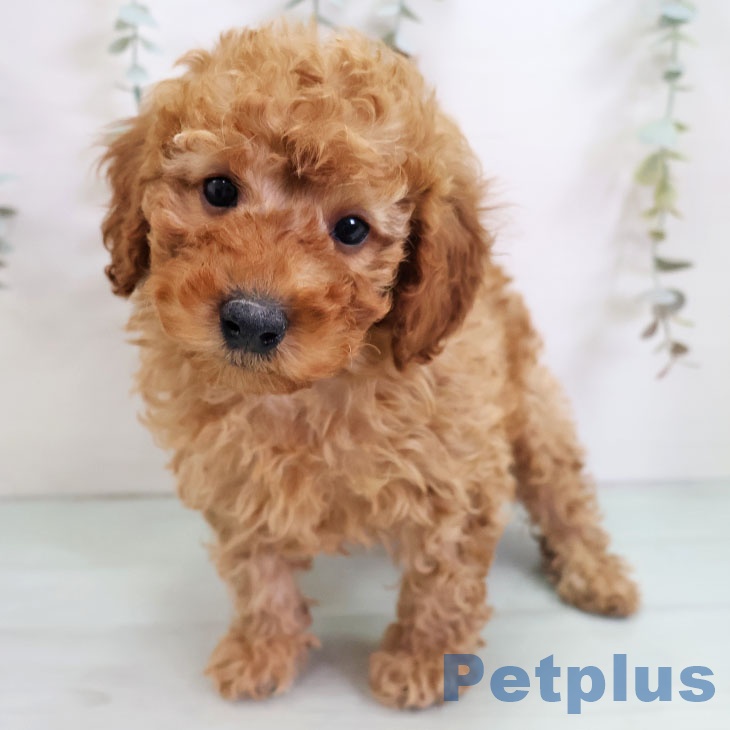 トイ・プードル