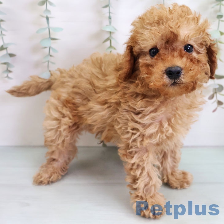 トイ・プードル