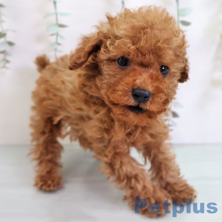 トイ・プードルの写真2