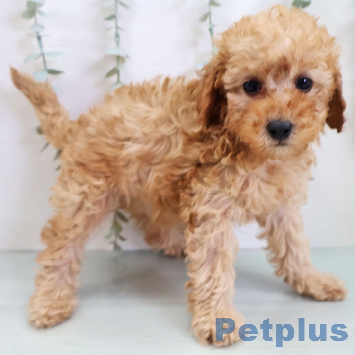 トイ・プードル