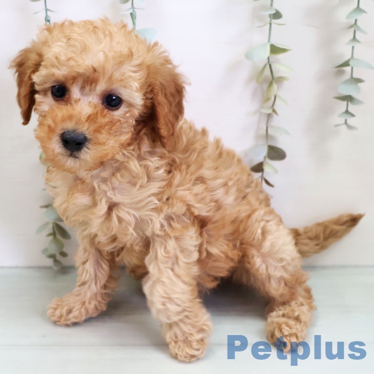 トイ・プードルの写真2