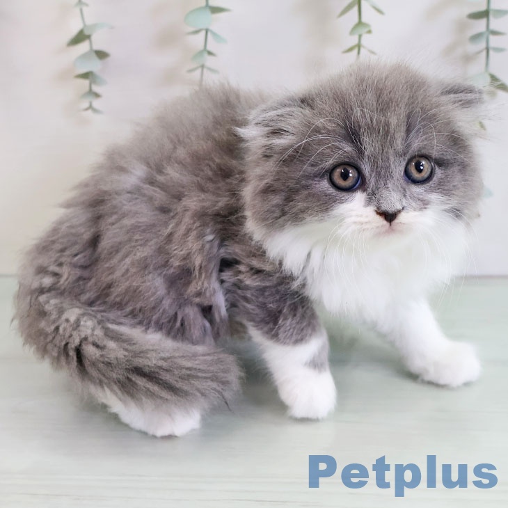 スコティッシュフォールドの写真2