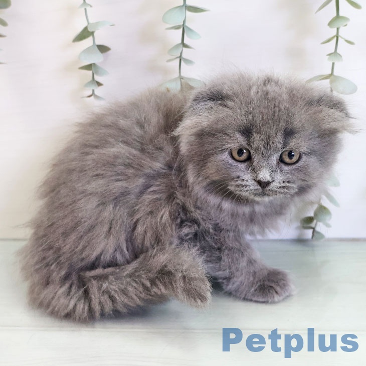 スコティッシュフォールド