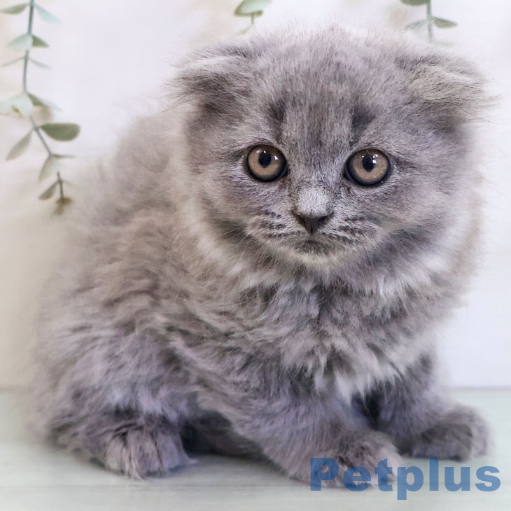 スコティッシュフォールド