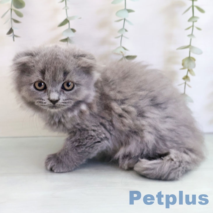 スコティッシュフォールド