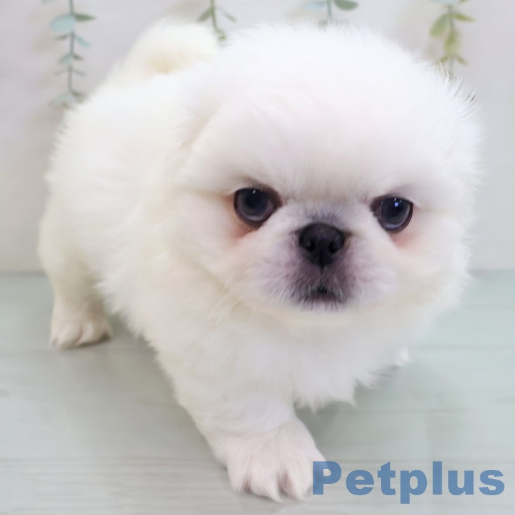 ペキニーズの写真2
