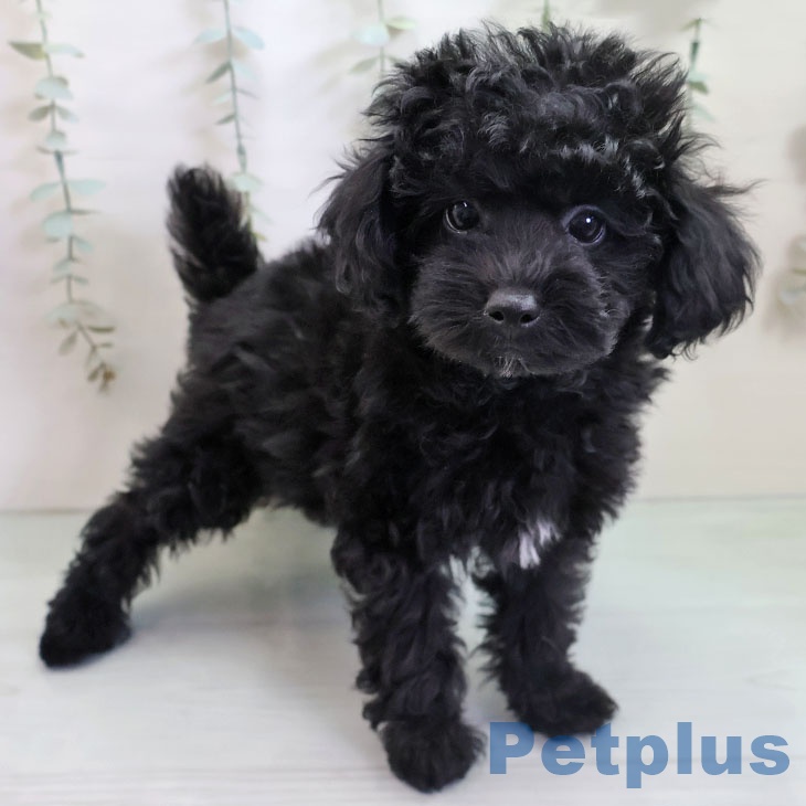 トイ・プードル