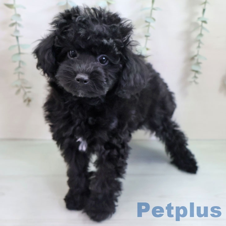 トイ・プードルの写真2