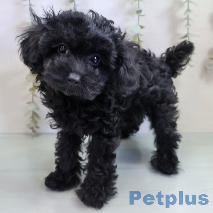 トイ・プードル