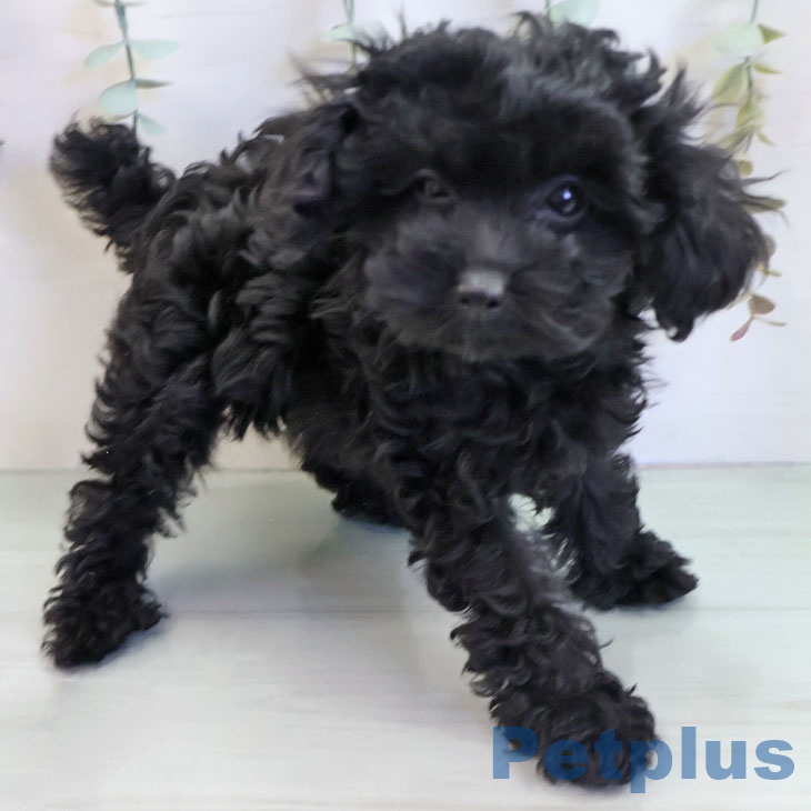 トイ・プードルの写真2