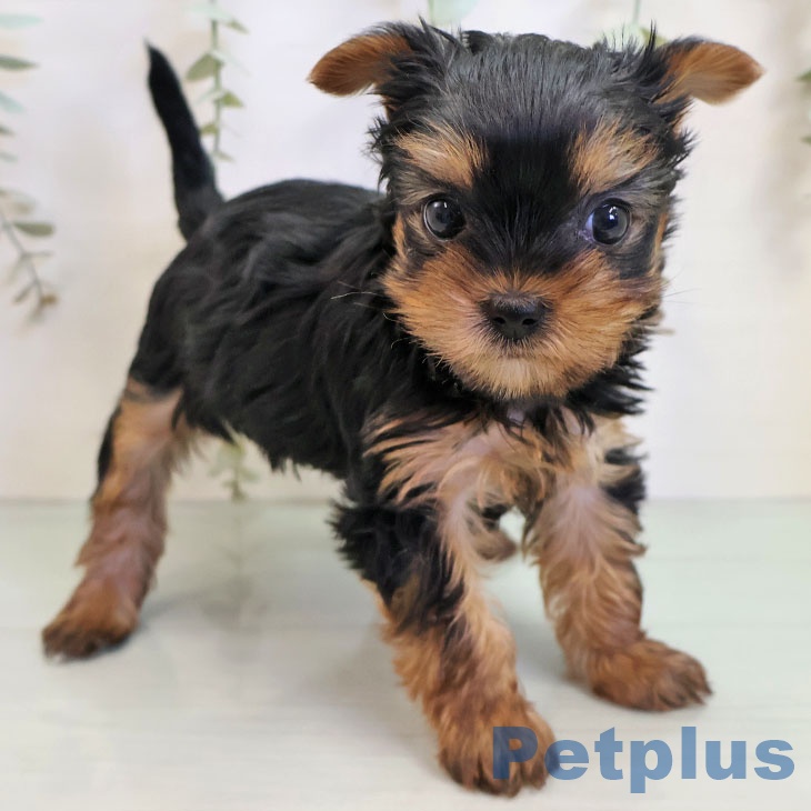 ヨークシャー・テリア