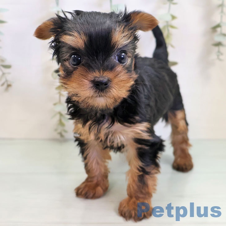 ヨークシャー・テリアの写真2