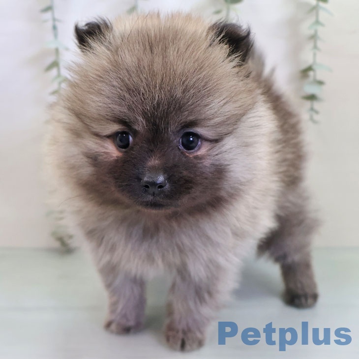 ポメラニアンの写真2